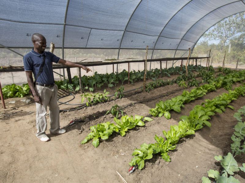 Image of a man inside a poly tent where crops are growing