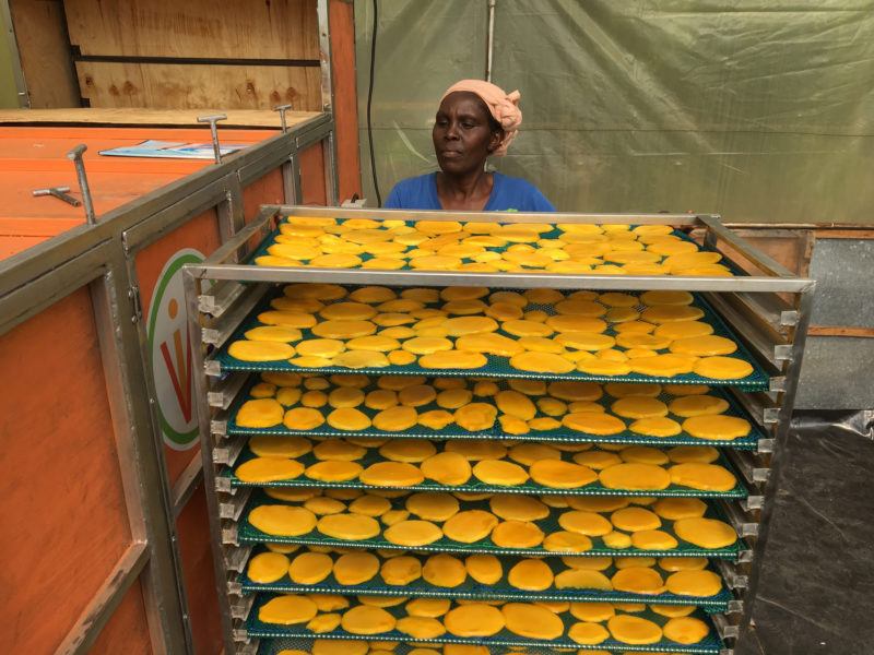 Lady loading mango slices onto shelved unit